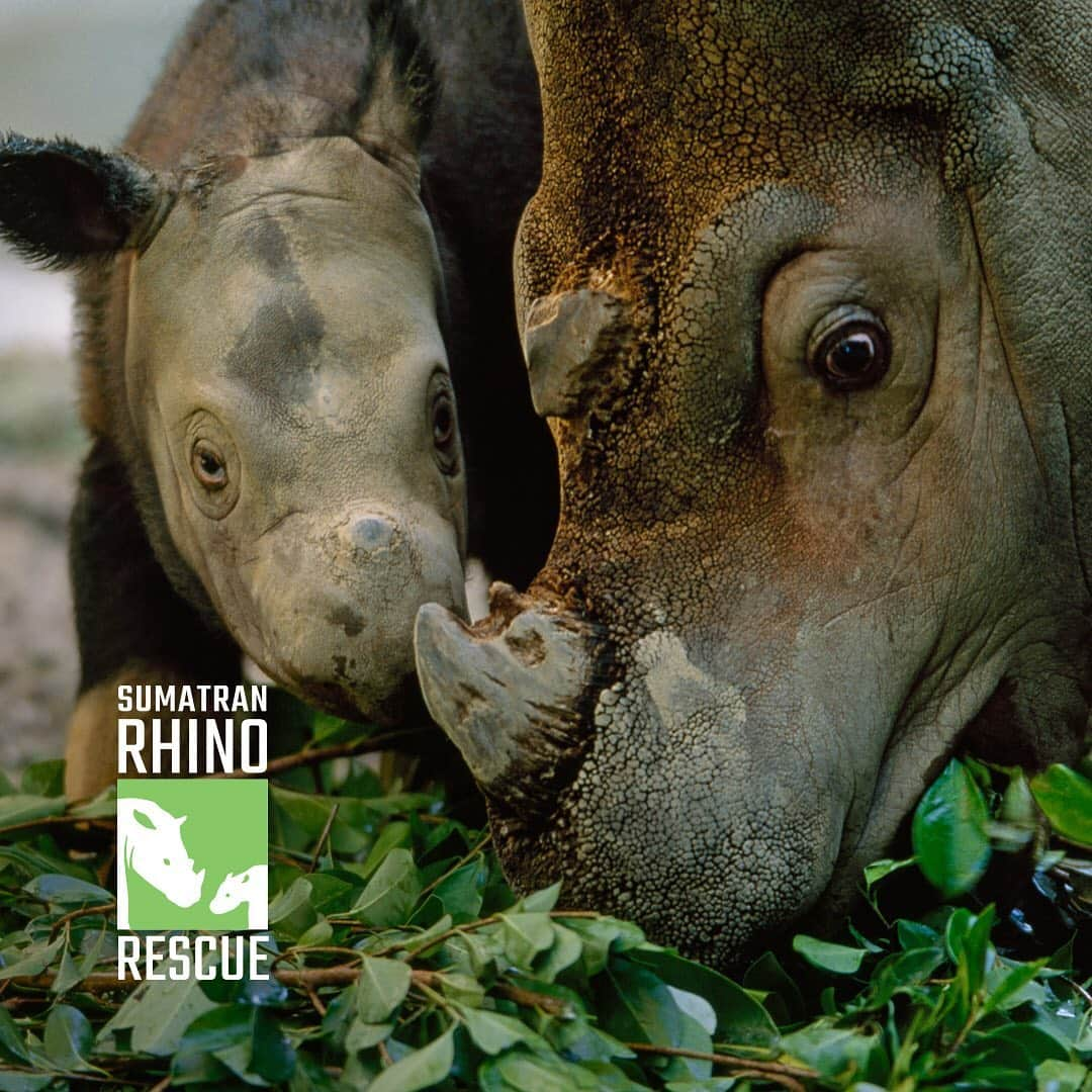 レオナルド・ディカプリオさんのインスタグラム写真 - (レオナルド・ディカプリオInstagram)「Today, on #WorldRhinoDay, learn how you can help protect the Sumatran rhino. Only 80 are left in the entire world and they are separated across land and sea on two of Indonesia’s largest islands. They are one of 5 rhino species, and the closest living relative of the extinct Woolly Rhinos. The species is the last of its genus, meaning if it disappears, an entire branch of the rhinoceros family tree goes with it. The Government of Indonesia has launched an emergency action plan to help save the species and @global_wildlife_conservation @rhinosirf @insidenatgeo @WWF and IUCN are leading #SumatranRhinoRescue to save the species from extinction. Learn more about the species and how you can help at sumatranrhinorescue.org 🦏 📸: @joelsartore」9月22日 20時29分 - leonardodicaprio