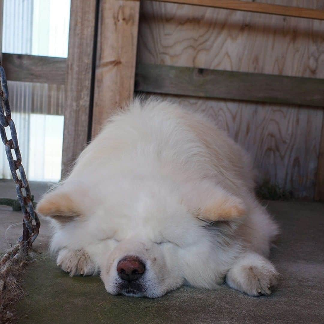 わさおさんのインスタグラム写真 - (わさおInstagram)「ね　む　い　わ　さ　お  #busakawa #longhair #longcoat #akitainu #dog #wasao #ぶさかわ #長毛 #秋田犬 #わさお」9月22日 20時29分 - wasao_official