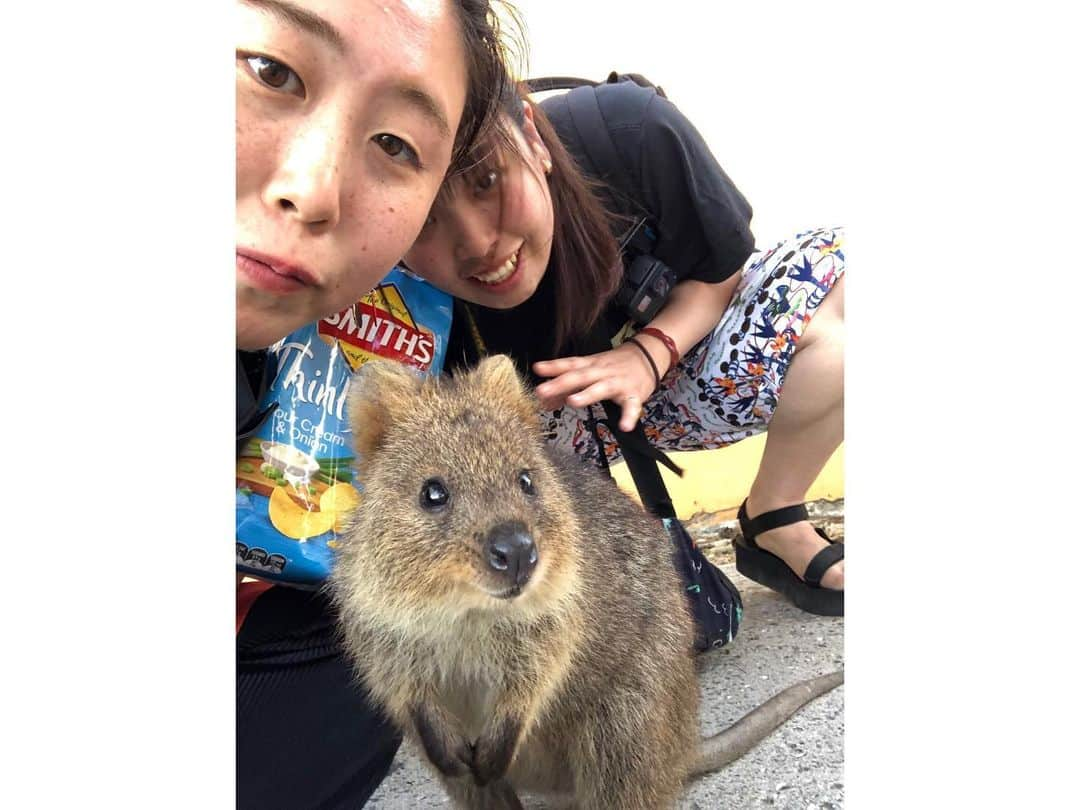 山田愛さんのインスタグラム写真 - (山田愛Instagram)「#quokkaselfies #rottnestisland  Finally😍✨ #quokka ・ ・ 世界一幸福な動物クウォッカに会ってきた〜❤︎ wombat @kit_kattun」9月22日 20時39分 - aiyamada_