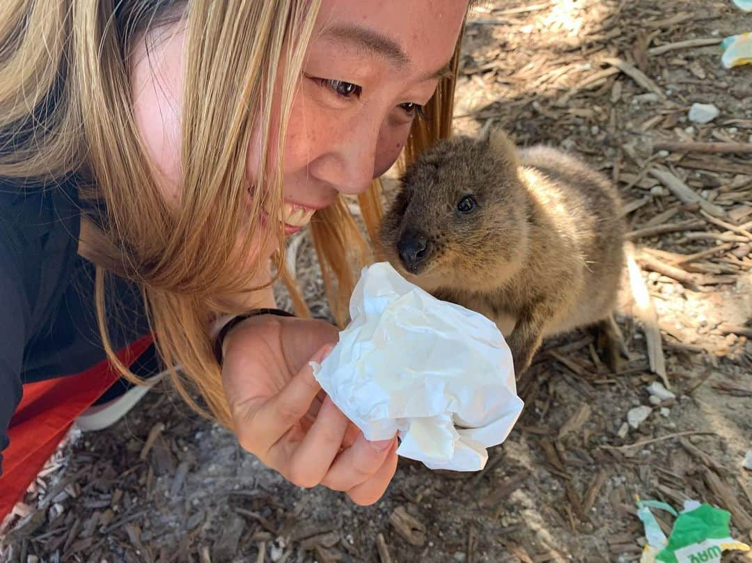 山田愛さんのインスタグラム写真 - (山田愛Instagram)「#quokkaselfies #rottnestisland  Finally😍✨ #quokka ・ ・ 世界一幸福な動物クウォッカに会ってきた〜❤︎ wombat @kit_kattun」9月22日 20時39分 - aiyamada_