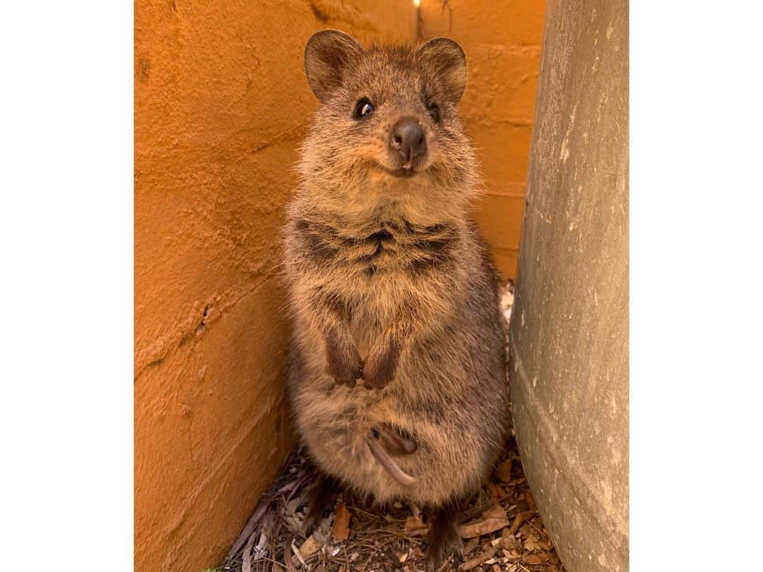 山田愛さんのインスタグラム写真 - (山田愛Instagram)「#quokkaselfies #rottnestisland  Finally😍✨ #quokka ・ ・ 世界一幸福な動物クウォッカに会ってきた〜❤︎ wombat @kit_kattun」9月22日 20時39分 - aiyamada_