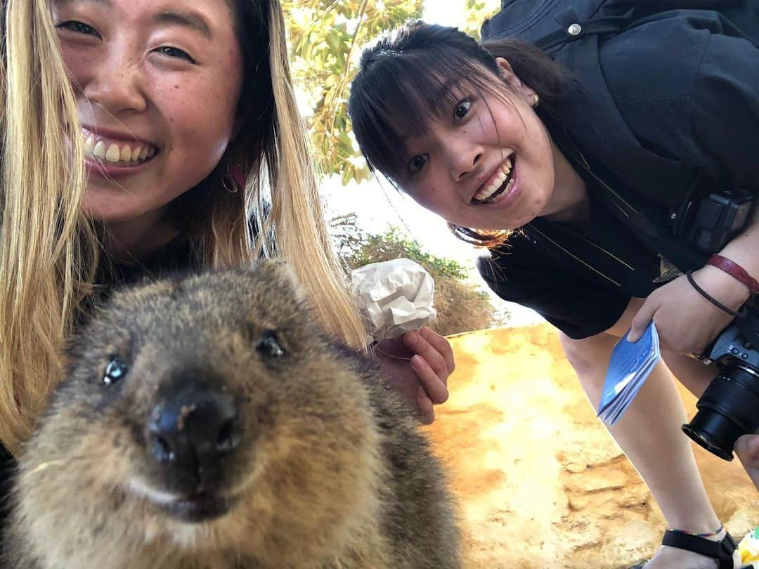 山田愛さんのインスタグラム写真 - (山田愛Instagram)「#quokkaselfies #rottnestisland  Finally😍✨ #quokka ・ ・ 世界一幸福な動物クウォッカに会ってきた〜❤︎ wombat @kit_kattun」9月22日 20時39分 - aiyamada_