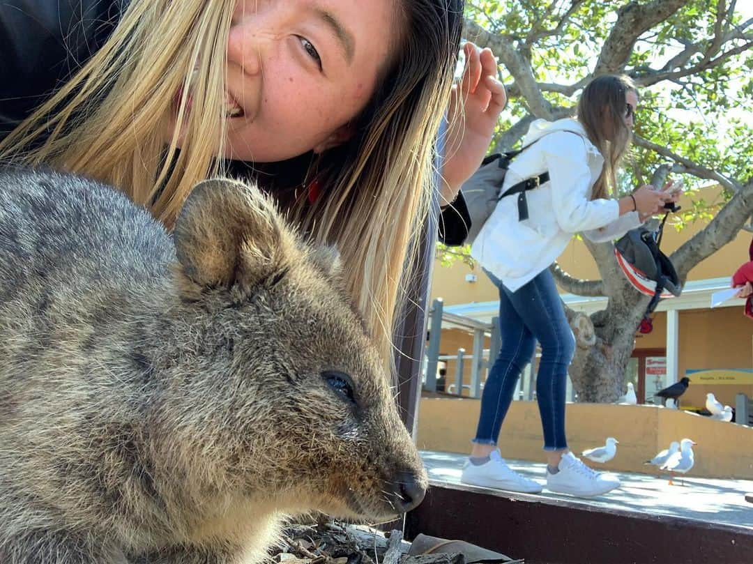 山田愛さんのインスタグラム写真 - (山田愛Instagram)「#quokkaselfies #rottnestisland  Finally😍✨ #quokka ・ ・ 世界一幸福な動物クウォッカに会ってきた〜❤︎ wombat @kit_kattun」9月22日 20時39分 - aiyamada_