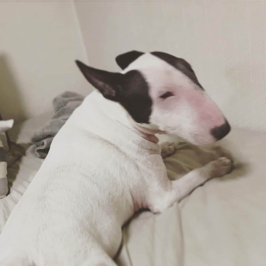 のインスタグラム：「#minituru#bull#terrier#minibullterrier#miniturubullterrier#dog#dogstagram#cute#qtaro#love#family#ミニチュア#ブルテリア#ミニチュアブルテリア#Q太郎」