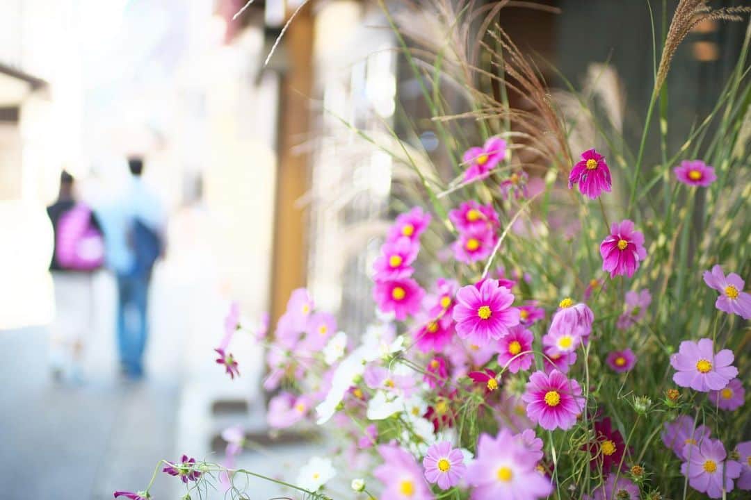 kiccyomuのインスタグラム：「☔️☁️ 2019.09.22 Sun #心に花を #コスモス 泊まったんじゃないけど… 草津温泉宿周りをぶら〜り 群馬は、すっかり秋☺️ * 湯畑周りの賑やかなとこより こんな雰囲気が好きです☺️ * 時折☔️ まだ、静かな夜💧 * location #群馬 #草津 撮影 9月15日」