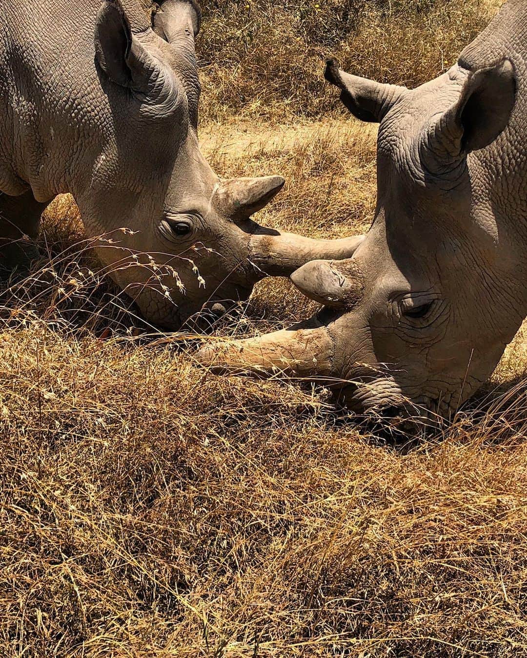 キム・ジョーンズさんのインスタグラム写真 - (キム・ジョーンズInstagram)「The last two Northern White rhinos 🦏 I was lucky to meet just over a year ago #worldrhinoday @olpejeta」9月22日 21時31分 - mrkimjones