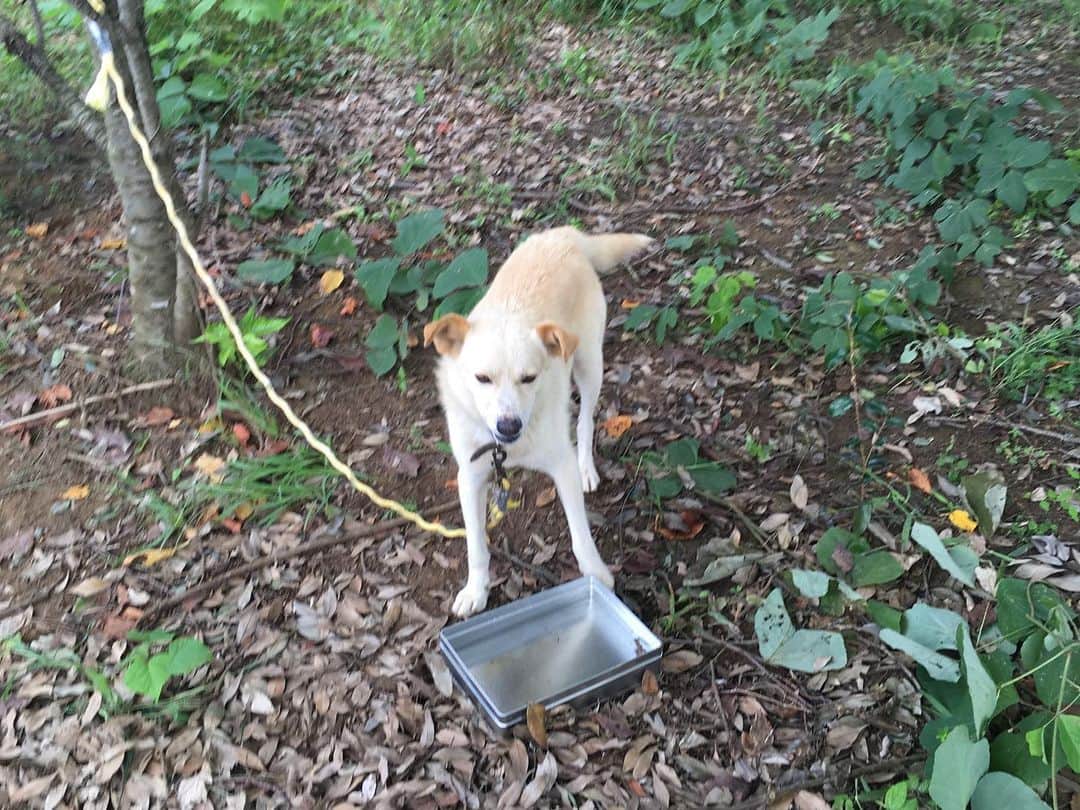 福山理子さんのインスタグラム写真 - (福山理子Instagram)「筑波サーキットにいた、迷子になってしまっただろうわんちゃんです。保護していただいてますので、お心あたりある方はご連絡下さい。すごくすごく愛されて育っているみたい。飼い主さんも絶対に寂しいはず😭 #迷子犬 #迷子犬情報  #迷子のわんちゃん  #筑波サーキット」9月22日 21時35分 - rikofukuyama