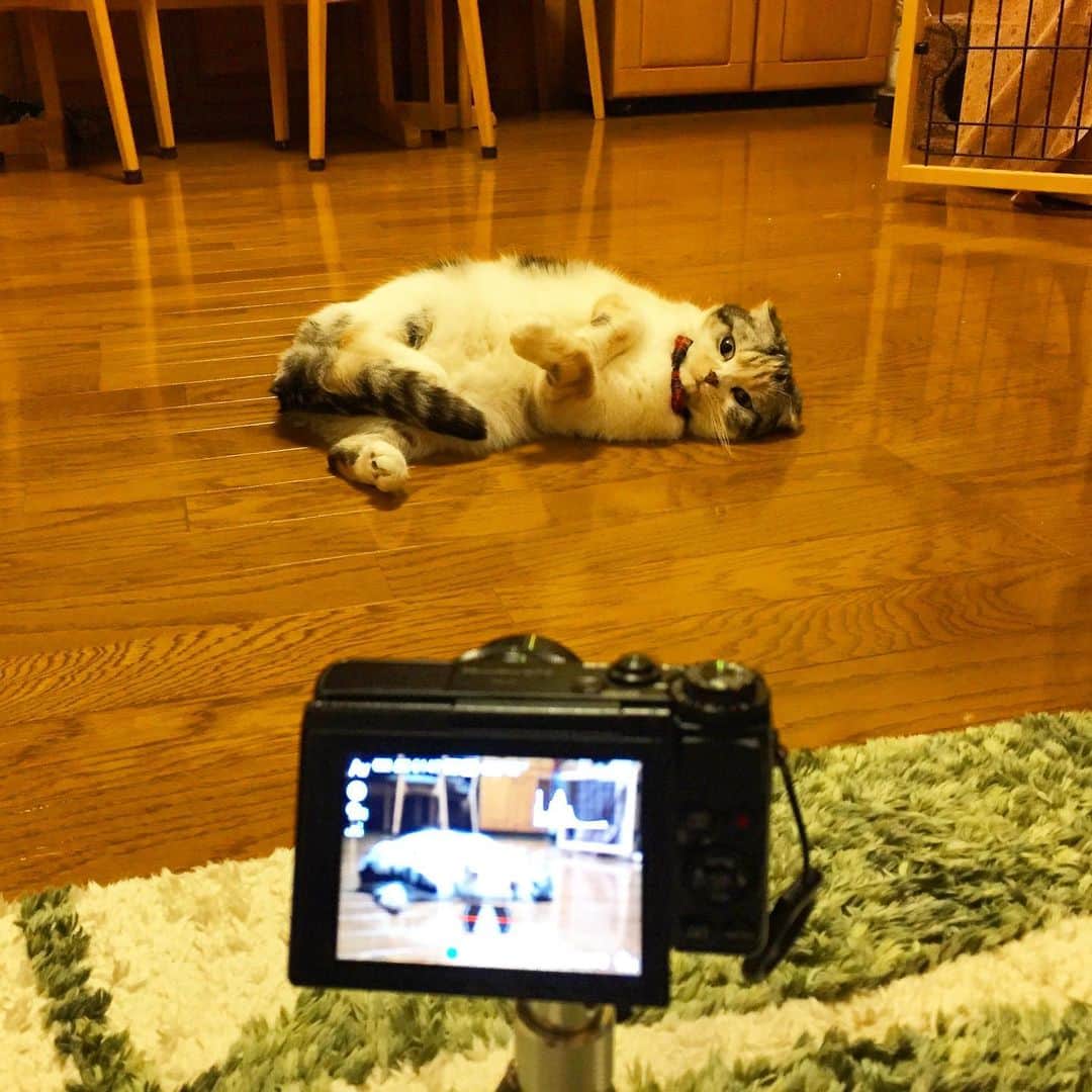 takegaeruのインスタグラム：「禁断の撮影シーン😚📸 #cat #scottishfold #猫 #スコティッシュフォールド #三毛スコ友の会」