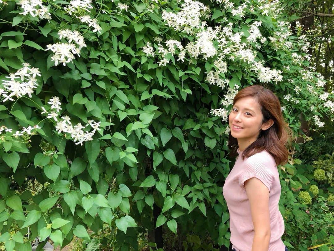 久慈暁子さんのインスタグラム写真 - (久慈暁子Instagram)「* いい香りがするので 近づいてみたら 白いお花のトンネルが🕊 名前がわからないのですが なんのお花なのでしょうか💐 * #お花のトンネル #白いお花」9月22日 21時43分 - kuji_akiko