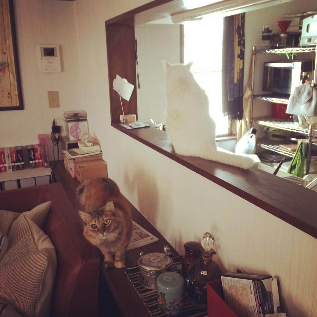 岡田屋鉄蔵のインスタグラム：「湯引きしてご準備してたら酸素室からたまらず出てきたべ様。美味しいものは良くご存知。まだ食欲がある事が救いです。」