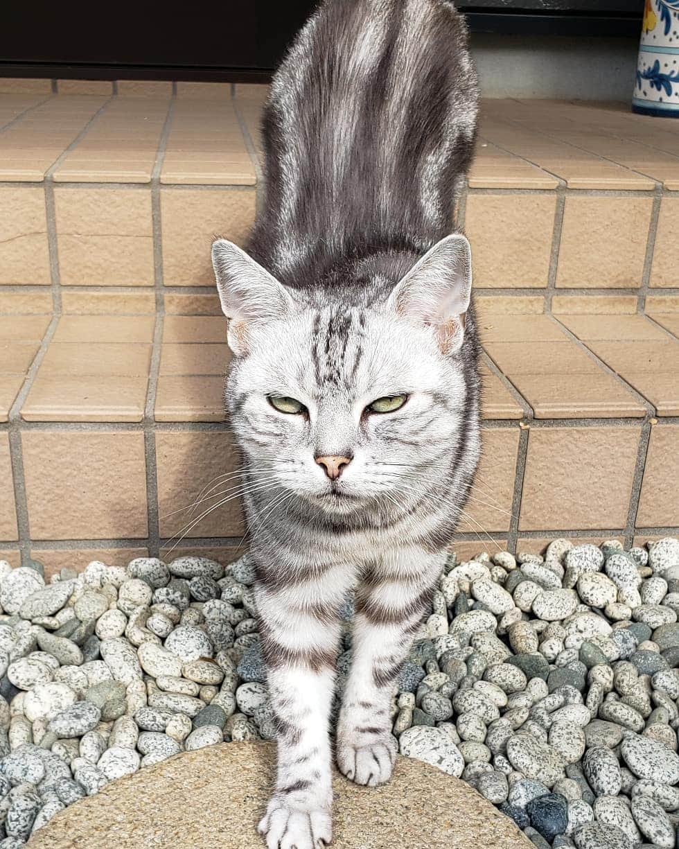 梅田陽子さんのインスタグラム写真 - (梅田陽子Instagram)「ロケの合間に出会った猫さん、カイくん。 アメショも可愛いなぁ。カメラ回している最中、横で箱座りして見守ってくれていました。 ほっこり、元気を頂きました。  #猫#ねこ#cat#アメリカンショートヘア  #猫好き#みんな仲間#仕事中」9月22日 21時59分 - yokoumeda