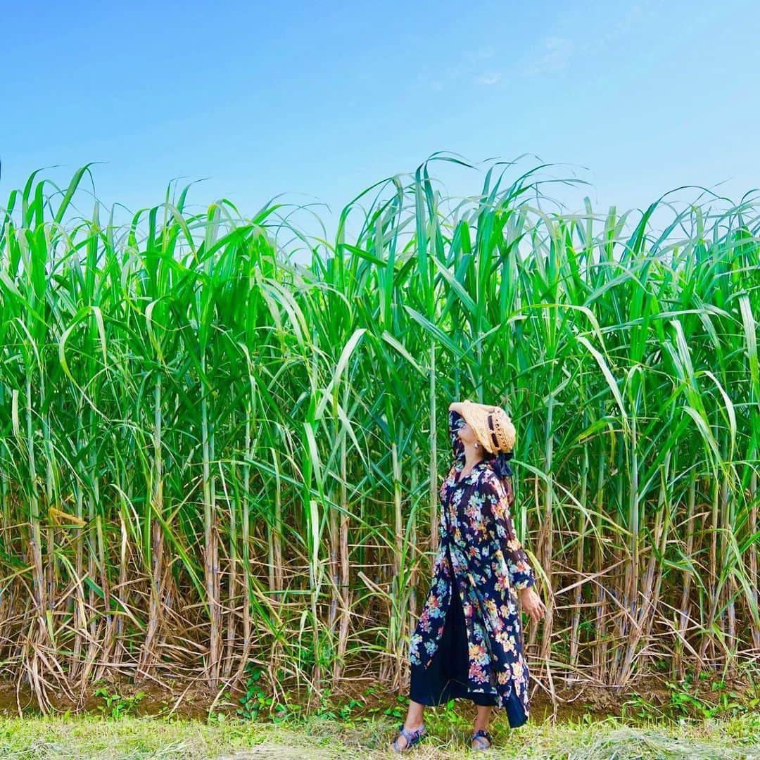 小林希さんのインスタグラム写真 - (小林希Instagram)「種子島のサトウキビ畑。 背丈の倍ほどに、すくすく育っていました。 沖縄の離島や、奄美群島みたいに、やっぱり南の島に来たぞ！って感じがずーっとしていた種子島。 起伏も少なく、ドライブして海を感じ、ちょいちょい降りてリラックス。 たぶん、なにかをしにくるより、なにもしなくてリラックスしたい人にとってもオススメの島かも。  #travel#旅#国内旅行#小林希#旅行#旅好きな人と繋がりたい #旅行 #japan #島#島旅#離島#鹿児島#kagoshima #大隅諸島#種子島#tanegashima #サトウキビ畑」9月22日 22時43分 - nozokoneko