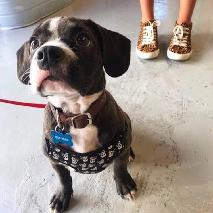 のインスタグラム：「Sunday puppy love ❤️ via @dazymaephoto」