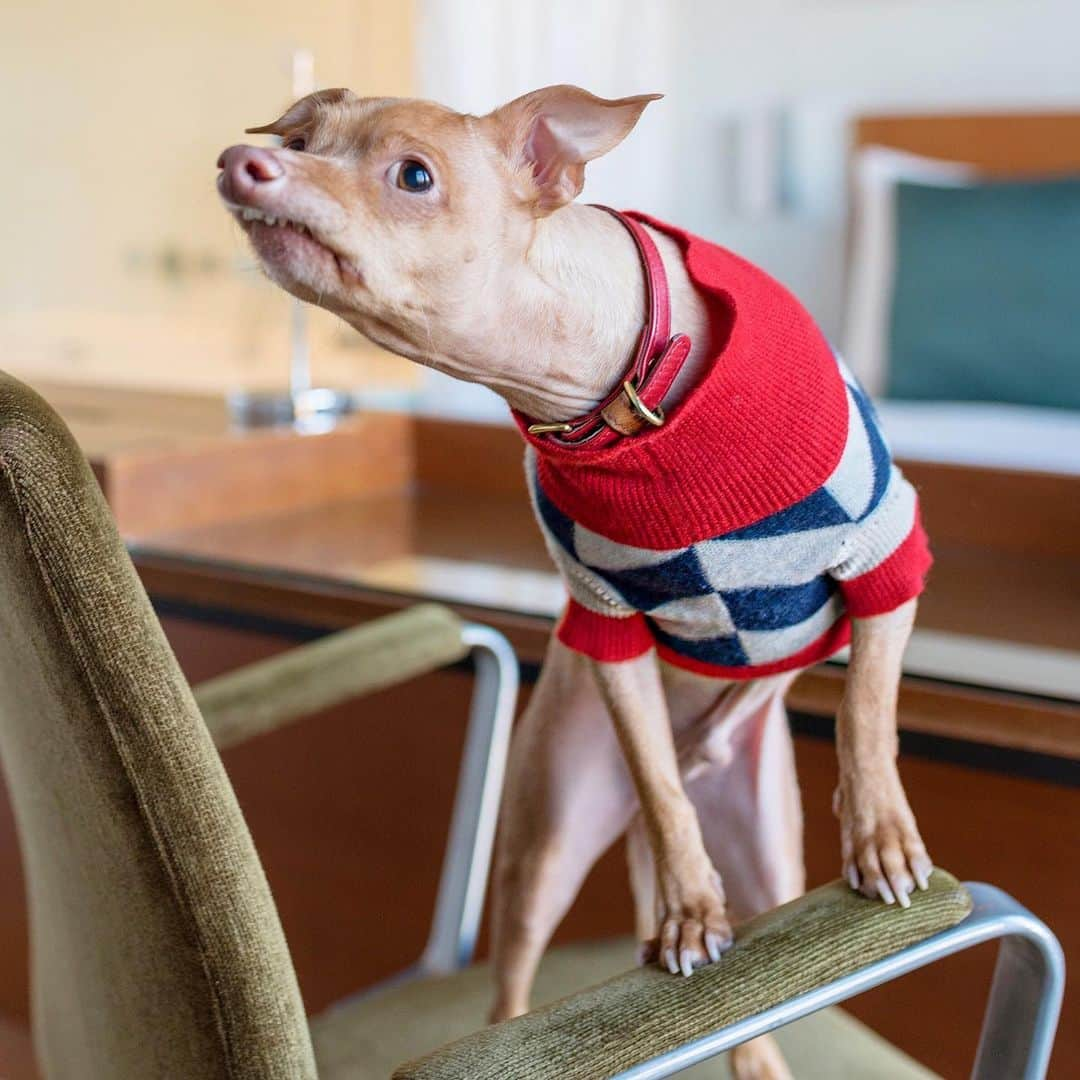 Tuna {breed:chiweenie} さんのインスタグラム写真 - (Tuna {breed:chiweenie} Instagram)「Sweater weather season is upon us, folks, and that sweater/jumper was my all time fav of Toons. My sweet friend Ruby, of @rubyrufus, designed it with Tuna in mind and it became Tuna’s signature sweater. When I lost his airplane bag last summer (remember that?) it was in it and gone forever because Ruby no longer produced that design. Well guess what came in the mail while I was in France? THE SWEATER! She found one in her inventory and shipped it to me! It’s the last one of it’s kind, and even though it’s a size bigger than his normal size, he will wear it and rock it! I am so so grateful to have it back in his wardrobe, and so so grateful for her friendship! I love her designs and I can’t wait to see what she rolls out in her new collection! Also, the collar is by @yark! Another fav and another lost item 😩 haha.」9月23日 8時41分 - tunameltsmyheart