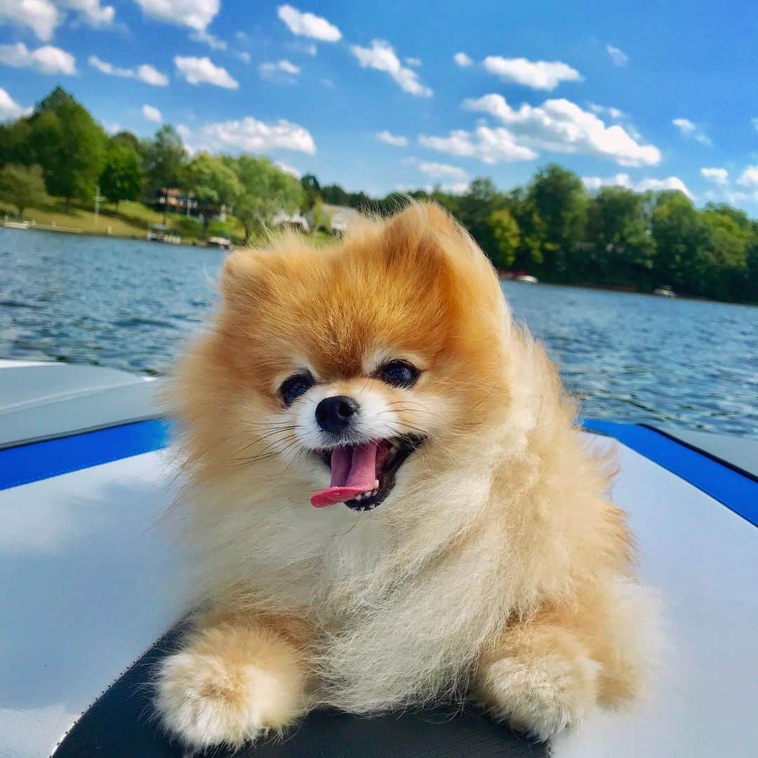 Monique&Gingerのインスタグラム：「Wind in my hair💨don’t care😅Ginger and I enjoyed the last bit of summer at the lake this weekend💙🌊The weather was picture perfect ☀️👌🏻」