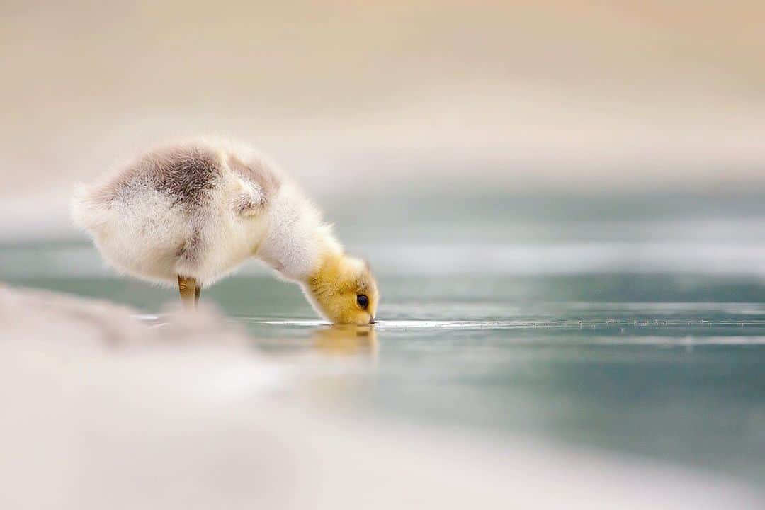 Discoveryさんのインスタグラム写真 - (DiscoveryInstagram)「“A few months back I stumbled upon a bunch of goslings. At first, they were quite elusive and I had to crawl endlessly, hoping to get a little closer. Every time I reached an acceptable distance they ran away - leaving me behind, lying in the cold, wet sand. Finally, after stalking them for a few days, they decided to accept me as a strange, but harmless part of their environment. This gave me the opportunity to approach them and witness the things goslings do. Just very normal things, like sleeping, eating and drinking. But I loved their curiosity and eagerness, so typical for baby animals. It was a wonderful experience to be a part of a goose family for a while!” 😊 📸 + caption by Roeselien Raimond (@roeselienraimond) . . . . #adventure #travel #nature #photography #love #photooftheday #explore #wanderlust #naturephotography #instagood #goose #baby #cute #aw #fuzzy」9月23日 1時08分 - discovery