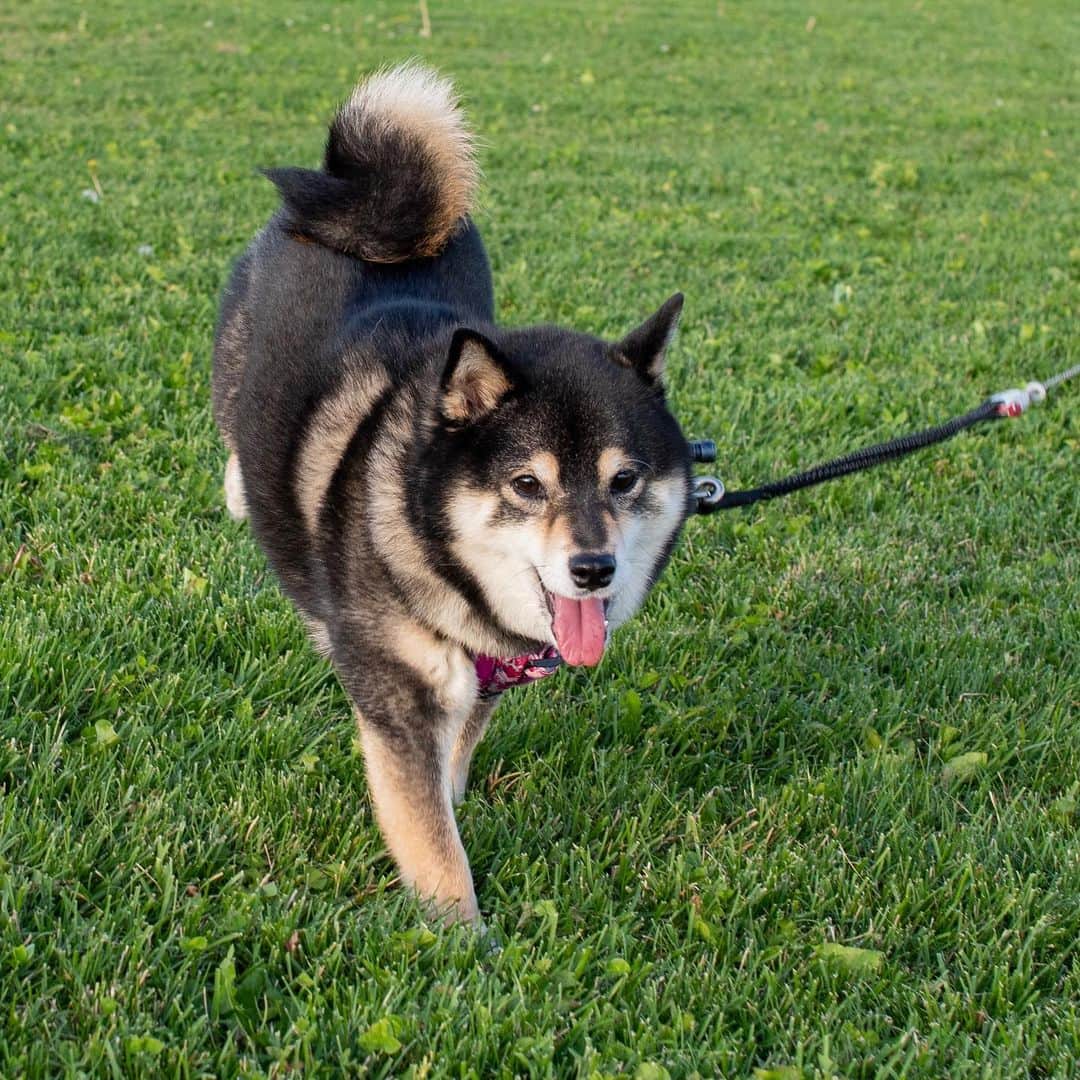 吾子のグルメインスタ