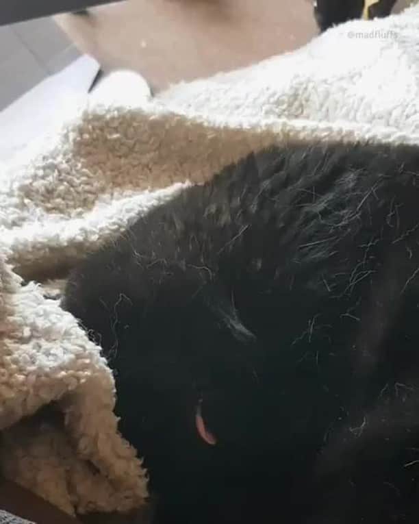 のインスタグラム：「When you wake up from a nap and don't know what year it is⠀ ⠀ 📹@madfluffs⠀ ⠀ #meowed #madfluffs #sleepycat #blep #derpface #derp #BSH #britishshorthair」