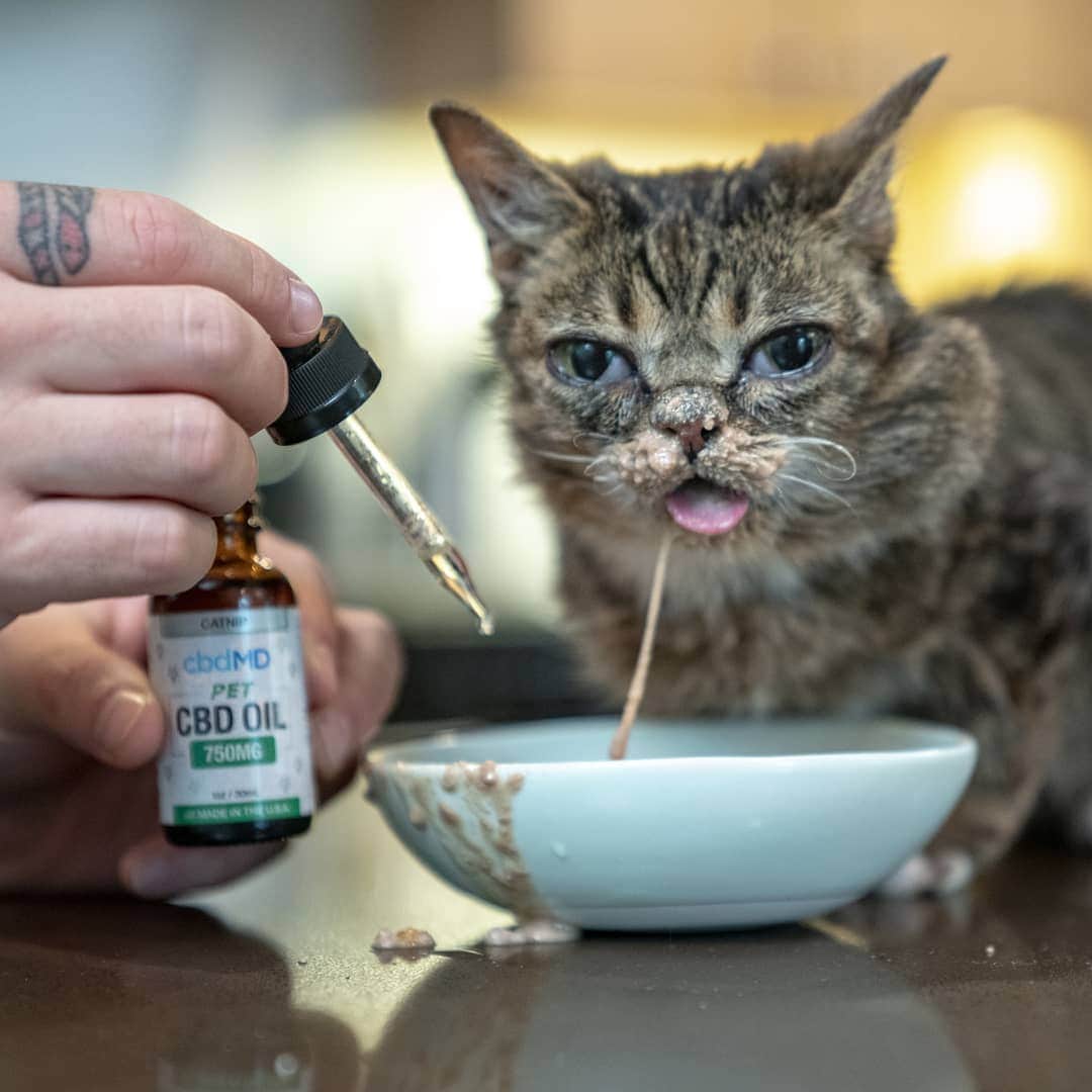Lil BUBさんのインスタグラム写真 - (Lil BUBInstagram)「The best way to give BUB her daily dose of cbdMD's CBD Oil is by adding it to her favorite food, because I can be 100% sure she's going to eat it all. Get 20% off CBD Oil for your pet with code BUB at the link in BUB's bio (www.cbdmd.com/bub)  #goodjobbub #cbdmd」9月23日 2時55分 - iamlilbub