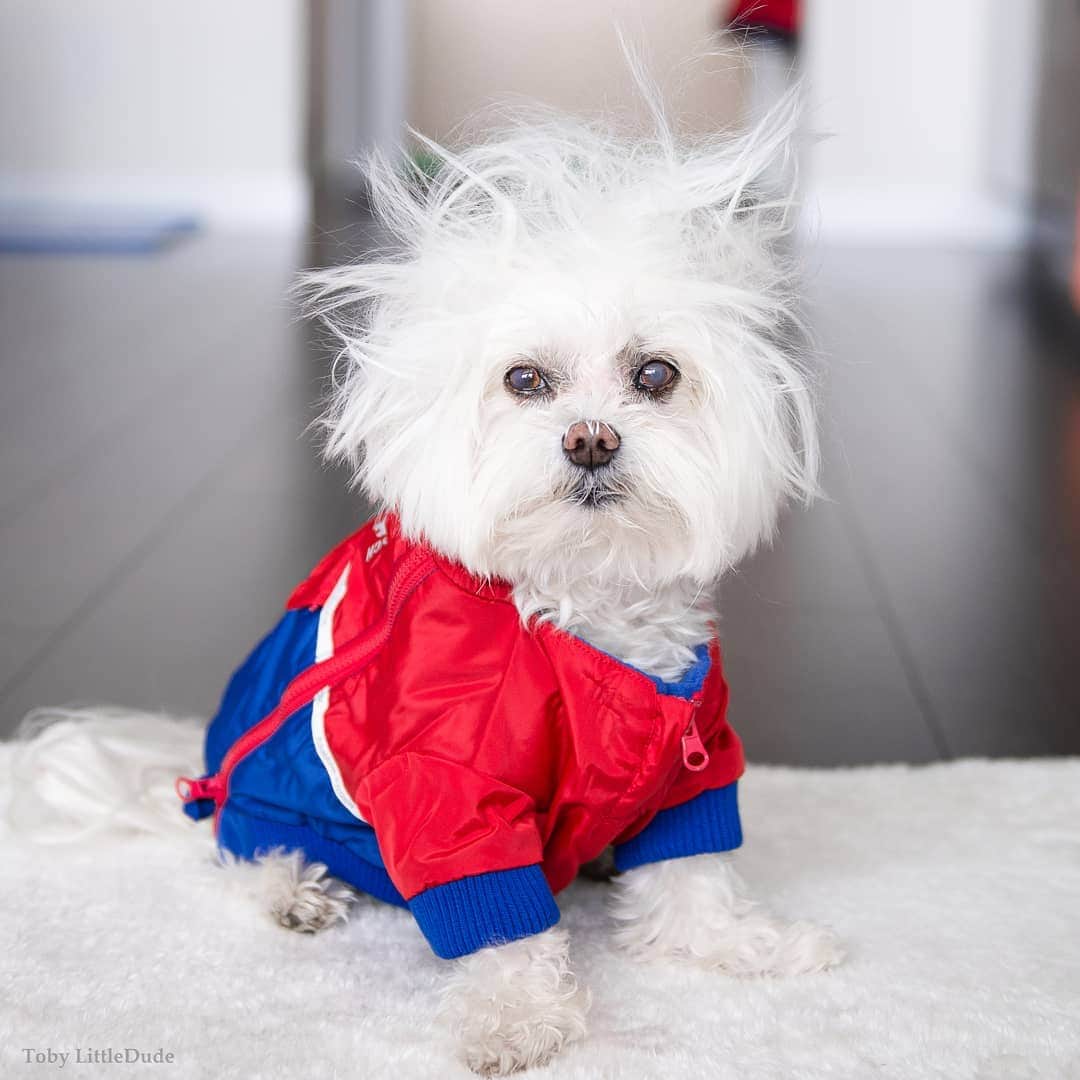 Toby LittleDudeのインスタグラム：「Smonday: The moment Sunday stops feeling like Sunday and the anxiety of Monday kicks in.  Sorry I've been MIA for a while. I had an eye ulcer that wouldn't heal and made me pretty miserable. Three procedures later, I'm finally on the mend. Still not allowed to rub my eye or do anything that might scratch my eye but hey, I'm ok with that. I'll just chill and wait for the babes to come to me. Any volunteers?  Jacket: @CanadaPooch」