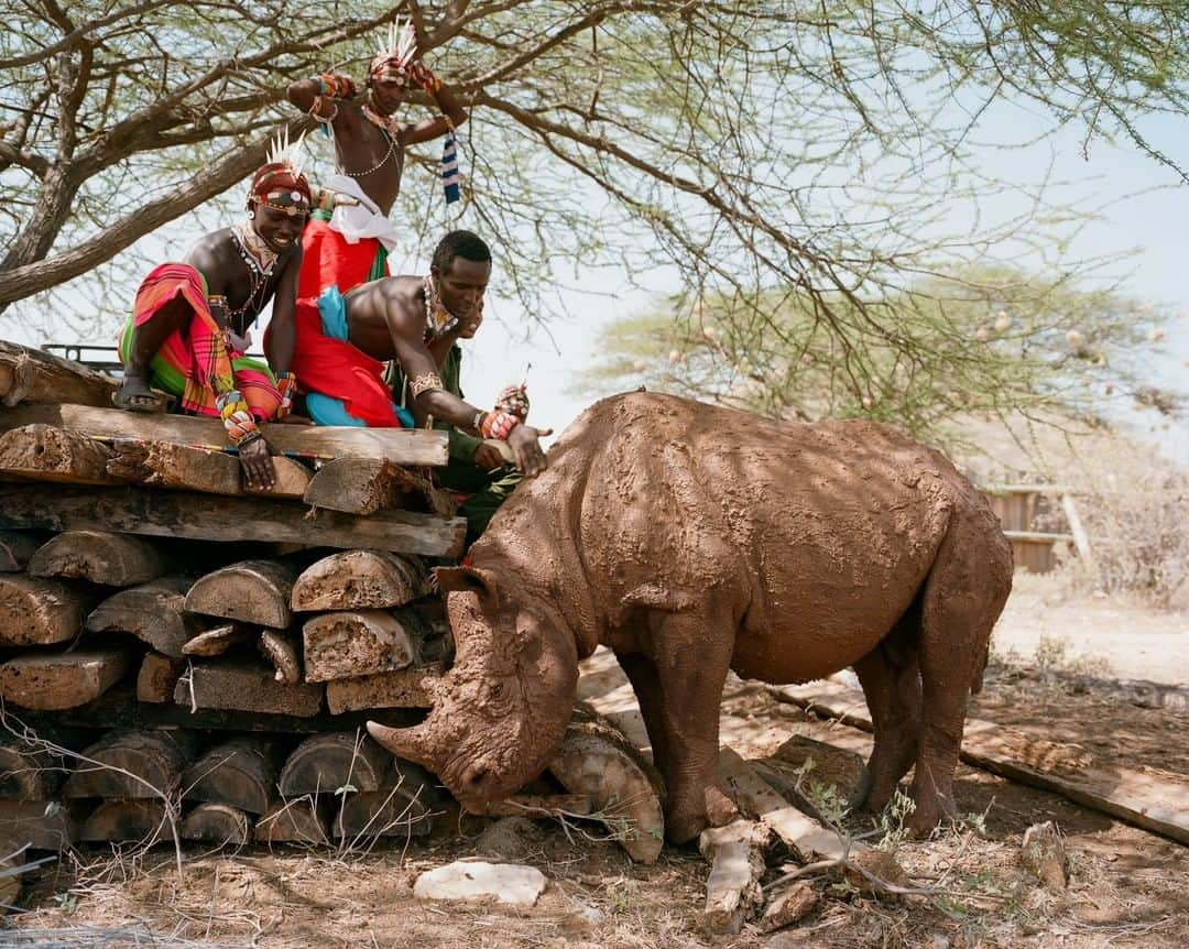 ナショナルジオグラフィックさんのインスタグラム写真 - (ナショナルジオグラフィックInstagram)「Photo by David Chancellor @chancellordavid | Samburu warriors (known as moran) meet a black rhino at Sera Conservancy, in northern Kenya. The Samburu reserve was home to black rhino for thousands of years, until the last was poached in 1990. The species was once widespread across Africa, but illegal wildlife trade and lack of secure habitat resulted in a 98% collapse in numbers between 1960 and 1995; now an estimated 5,500 individuals are left in the wild. Kenya is one of the black rhino’s last strongholds, with approximately 690 animals. In May 2015 the Kenya Wildlife Service, Northern Rangelands Trust, and Lewa Wildlife Conservancy partnered to move 10 black rhino to the 120-square-kilometer conservancy. It became the country’s first community-owned black rhino sanctuary, allowing the Samburu who once lived cheek by jowl with black rhino to again live alongside them. To see more follow me @chancellordavid @lewa_wildlife @nrt_kenya #seraconservancy @natgeo @thephotosociety #conservation #rhino #WorldRhinoDay」9月23日 3時36分 - natgeo