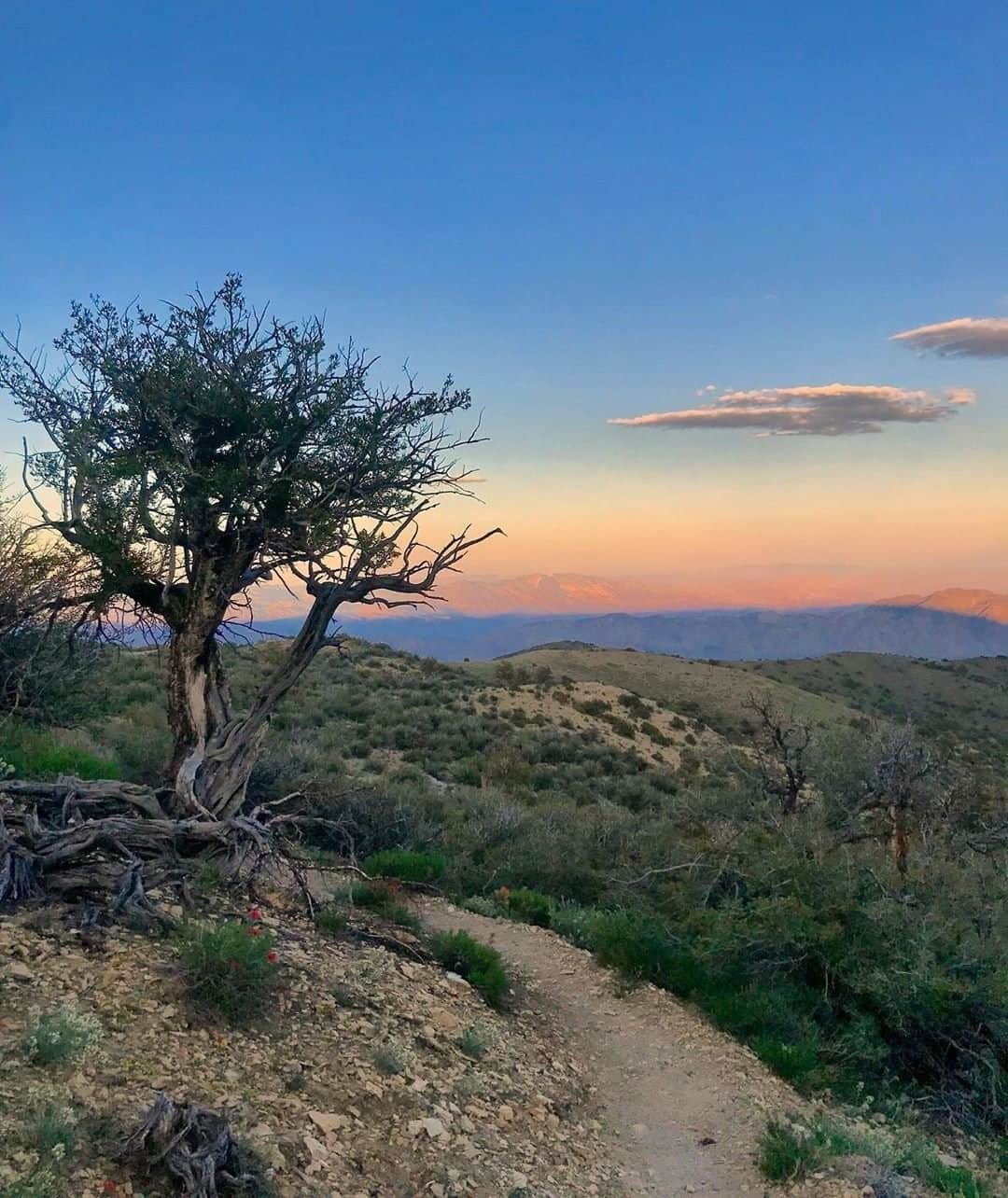 REIさんのインスタグラム写真 - (REIInstagram)「How many sunsets do you think that tree has gotten to see?  Photo: @keepupgoose in the Inyo National Forest, #California. #OptOutside」9月23日 5時06分 - rei