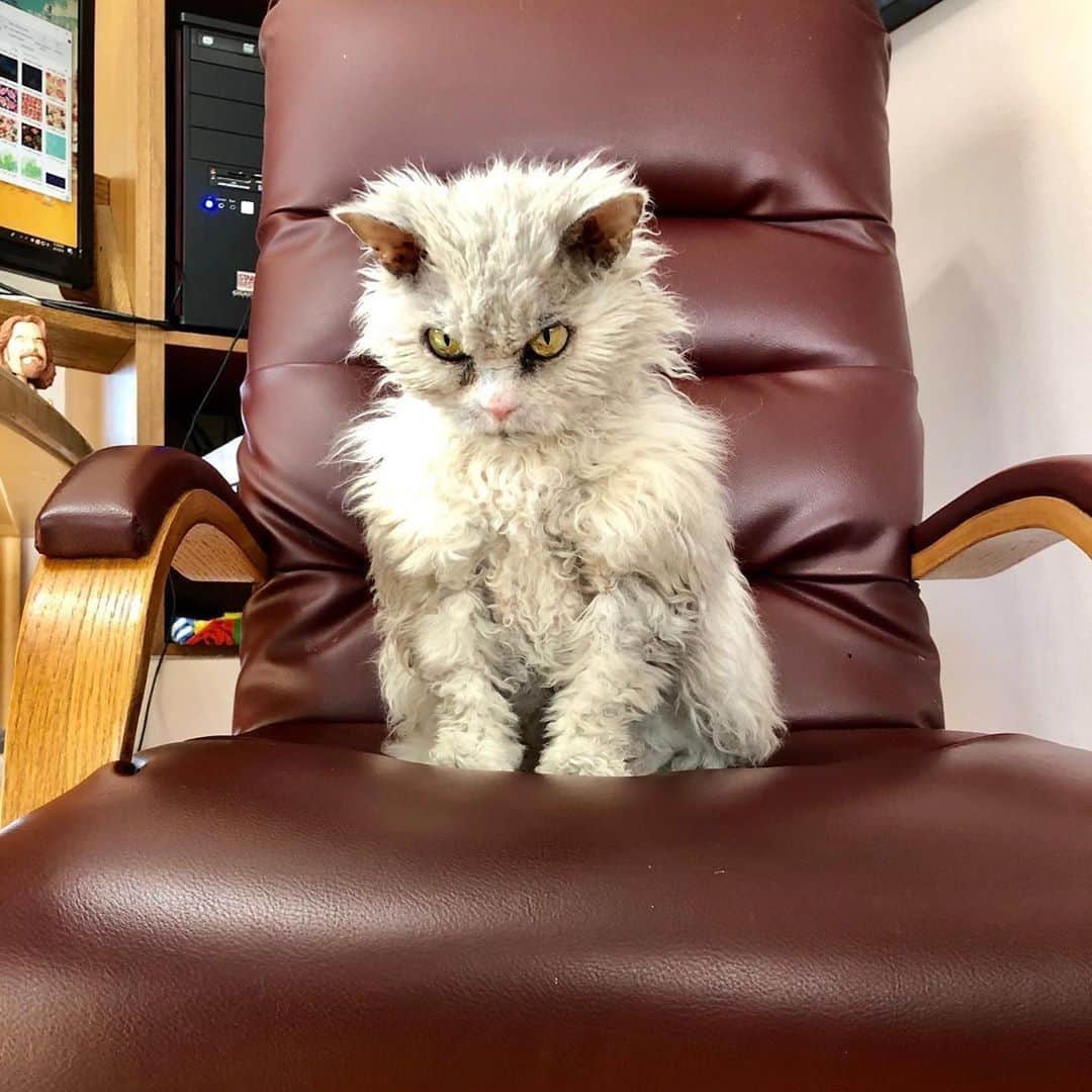 Aww Clubさんのインスタグラム写真 - (Aww ClubInstagram)「Please meet our meownager @pompous.albert⠀ ⠀ #meowed #youarefired #SelkirkRex #albert #manager #boss」9月23日 6時00分 - meowed
