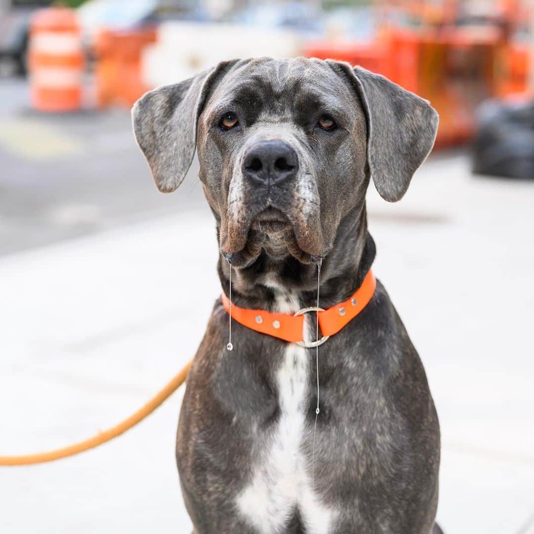 The Dogistさんのインスタグラム写真 - (The DogistInstagram)「Blu, Cane Corso (4 y/o), Lafayette & Bond St., New York, NY • “She’s a little bit of a princess. If nobody pets her she sits and is like ‘This is the saddest thing ever.’”」9月23日 6時33分 - thedogist