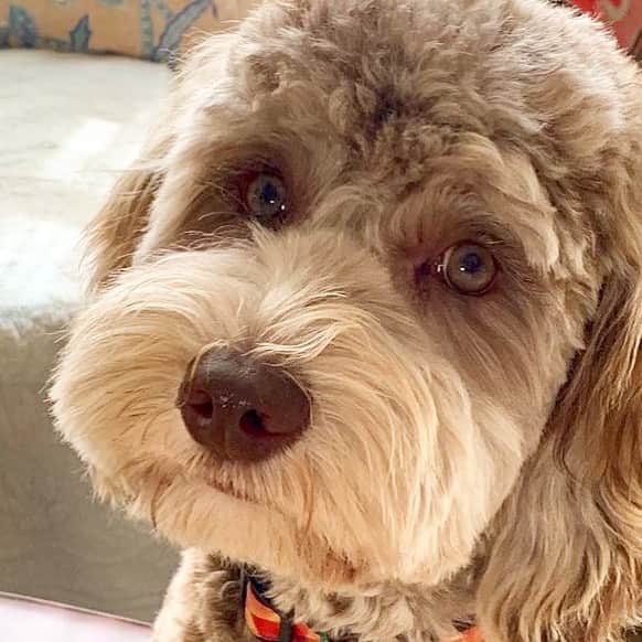 Dogs by Ginaのインスタグラム：「Sweet Benny dood 🐾 @bennybennybennyc」