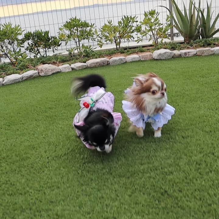 kayoのインスタグラム：「* * おはよー☀️ * * てちてち🐾🐾🐾🐾 * * Melon💗Lychee * * #chihuahua#chihuahualove#dogstgram#dog#instadog#チワワ#チワワ大好き * *」