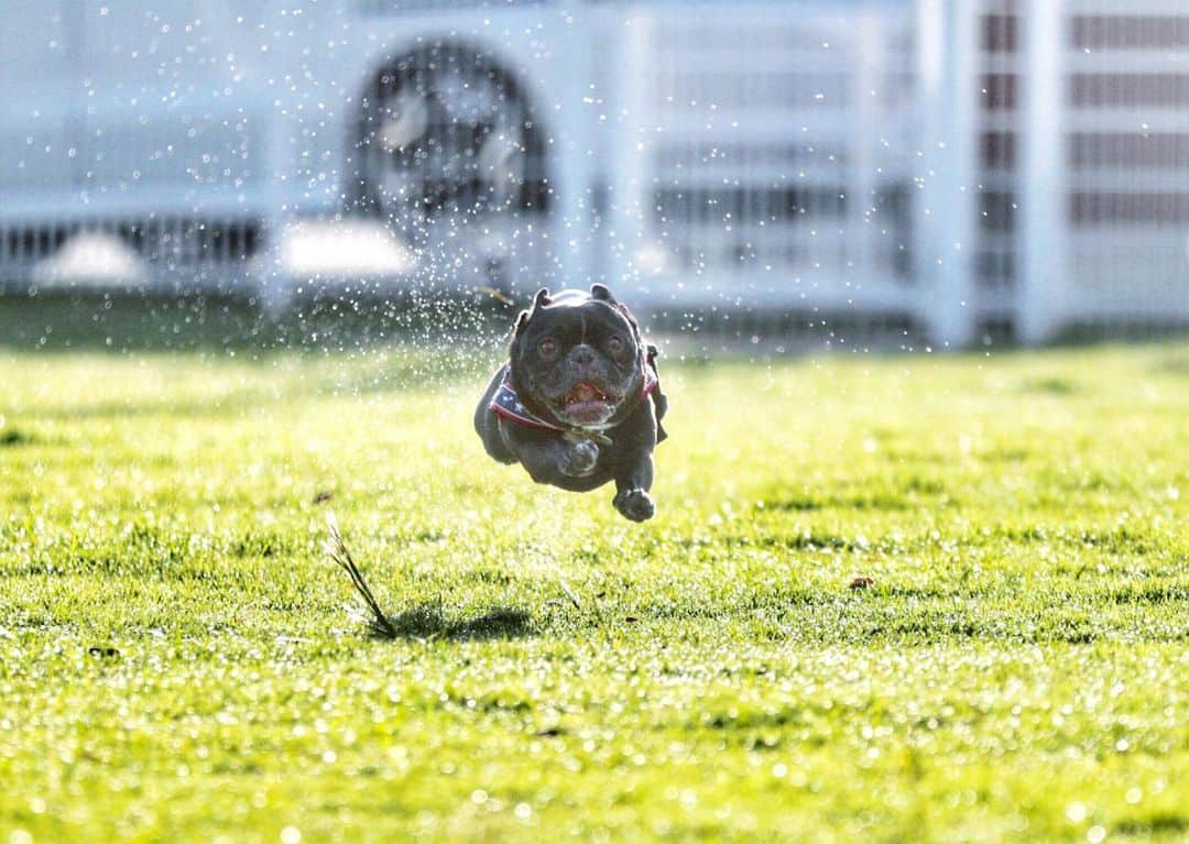 Turbo_dad フレブルのターボさんのインスタグラム写真 - (Turbo_dad フレブルのターボInstagram)「昨朝の逆光写真でおはようございます Backlit Flying dog . . . #frenchbulldog #frenchie #buhi #フレンチブルドッグ  #フレブル #ブヒ #frenchiesofinstagram #lowangle_shooter #instafrenchie #frenchiegram #dogstagram #frenchbullys #frenchielove #프렌치불독 #thefrenchiepost #法鬥 #frenchies1 #portrait #igersjp #tokyocameraclub  #bully #ilovemydog #frenchielife #愛犬 #dogsofinstagram #ふわもこ部 #flyingdog #飛行犬 #canon #backlit」9月23日 7時27分 - turbo_dad