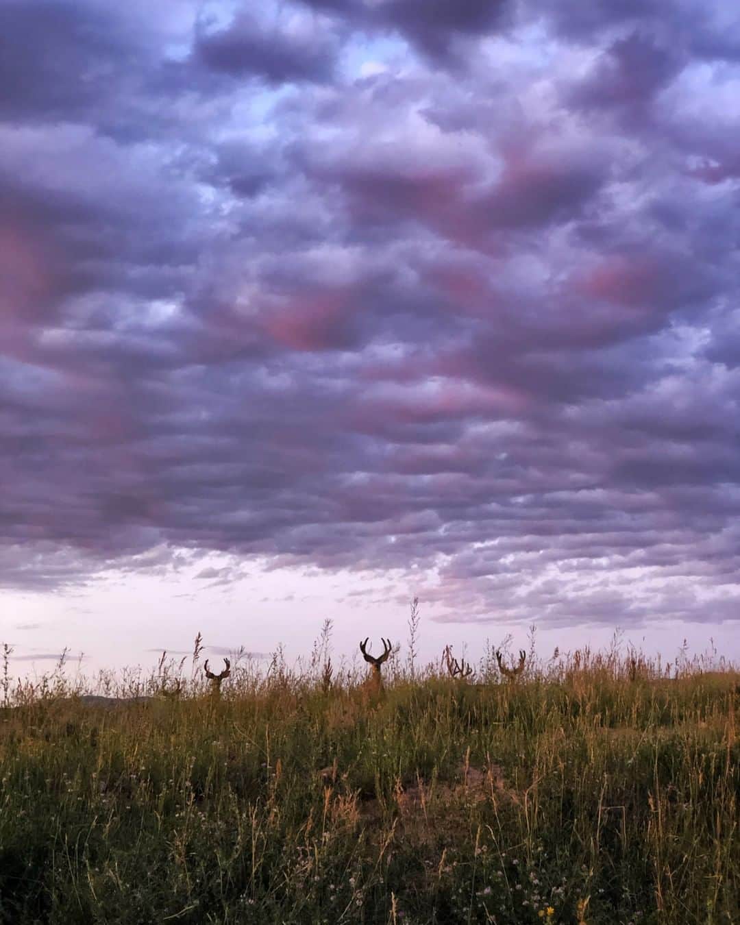 のインスタグラム：「Photo by Drew Rush @drewtrush | How many mule deer can you spot in this image? We saw these "mulies" while driving through southeastern Wyoming. Nothing beats spotting wildlife on a road trip. By now, these deer have shed the velvet covering their antlers, exposing the hard bone underneath as fall and the rut approach. For more from across the West, follow along with photographer @drewtrush.」