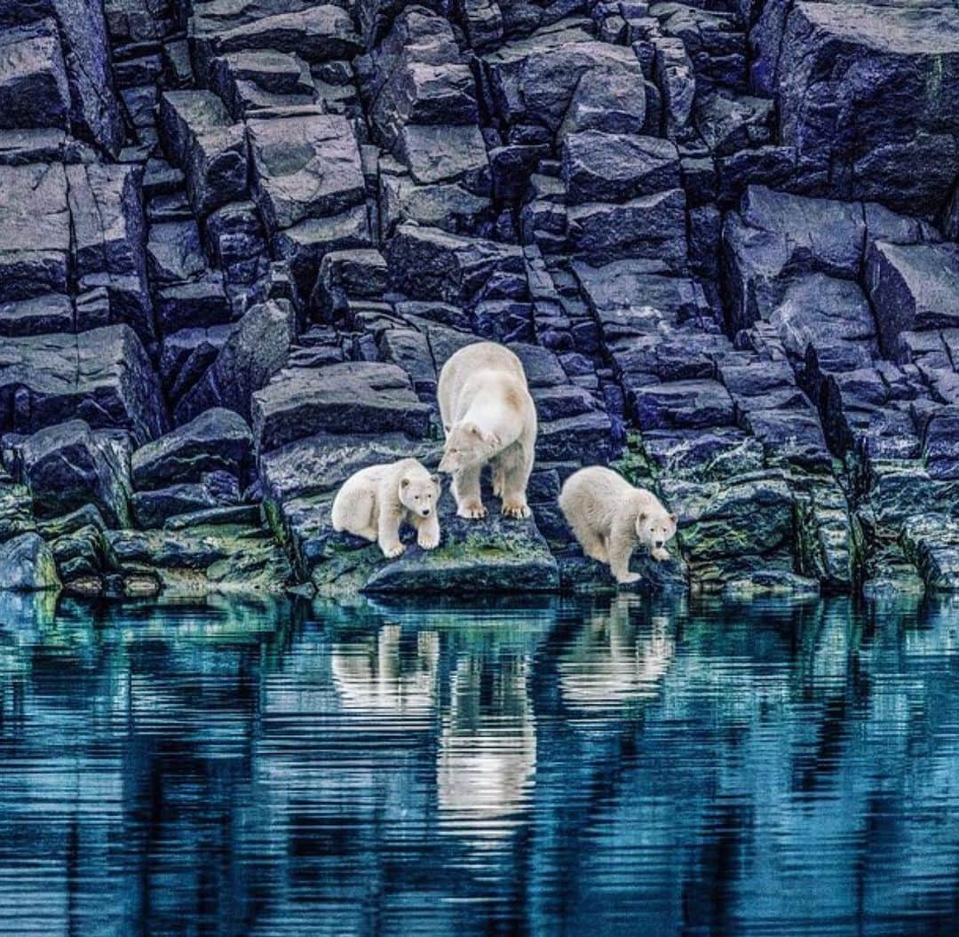 クラーク・リトルさんのインスタグラム写真 - (クラーク・リトルInstagram)「Beautiful photo by @paulnicklen 🤙🏼」9月23日 7時54分 - clarklittle