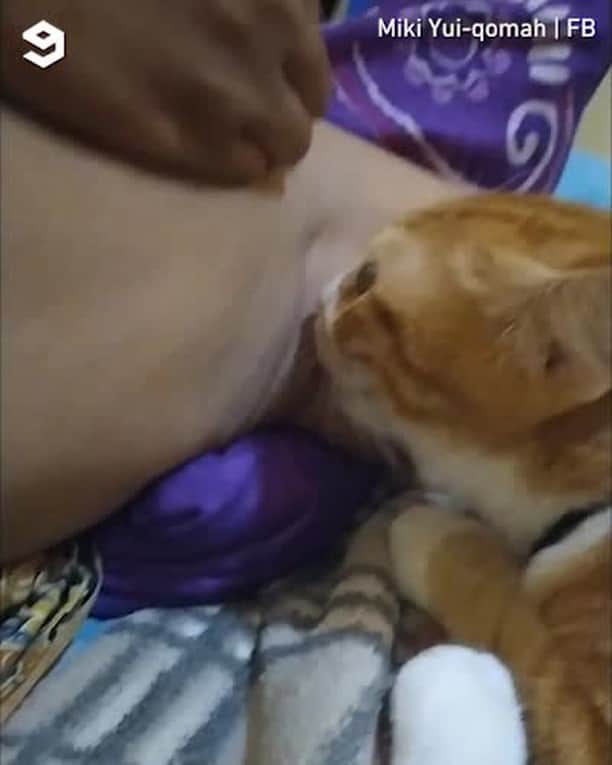 のインスタグラム：「I like it all natural ⠀ ⠀ 📹Miki Yui-qomah | FB⠀ ⠀ *Note: Pika(my cat) licking my bf armpit, i dunno why but it looks funny to watch, maybe because its smelly lol ⠀ (It's ok. He's not using any deodorant. Just sweaty tho)*⠀ ⠀ #meowed #tabby #👅 #mlem」
