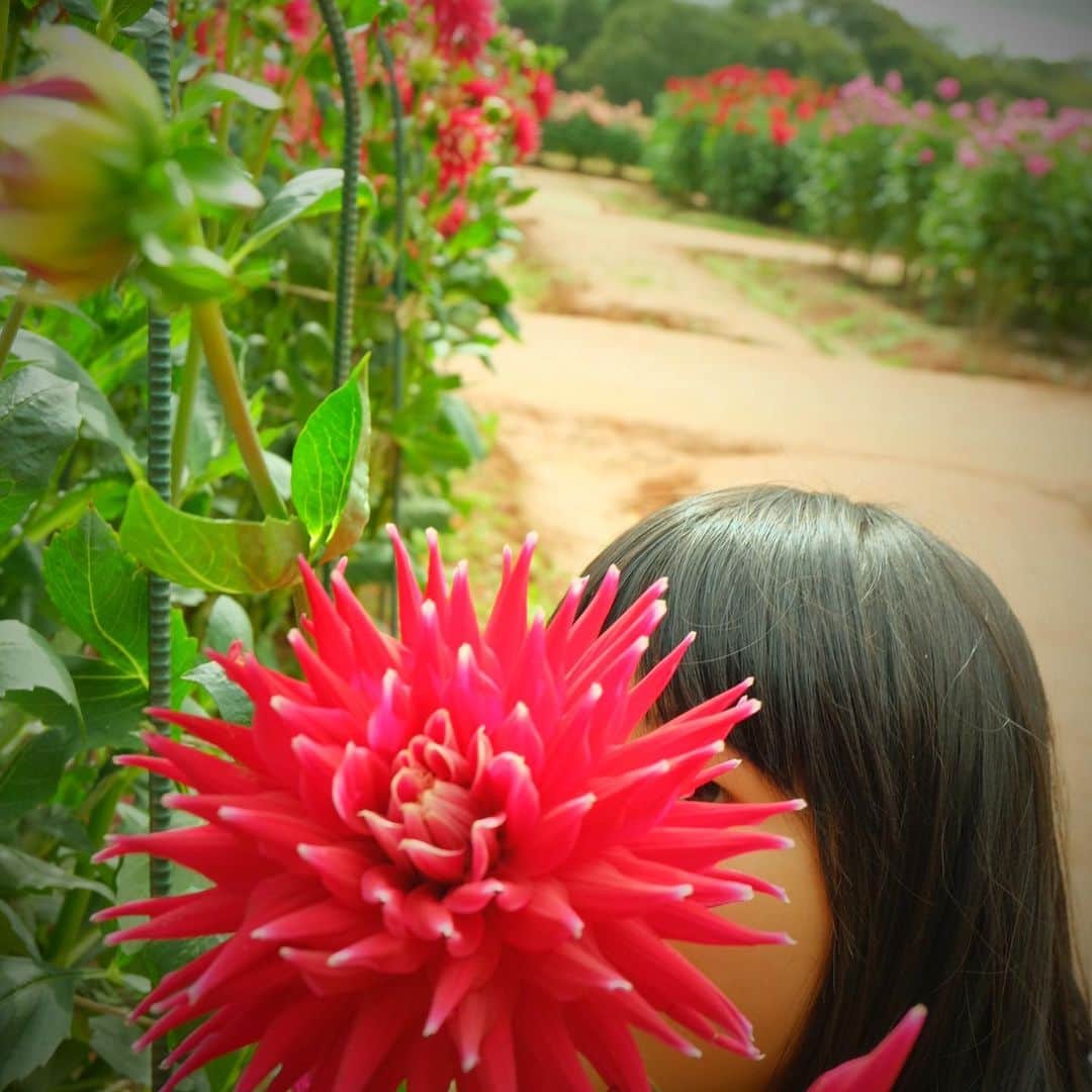 川本睦子さんのインスタグラム写真 - (川本睦子Instagram)「高原に、ダリアを見に行ったよ。気持ちよかったー #世羅高原農場 #娘孝行」9月23日 18時06分 - muzco