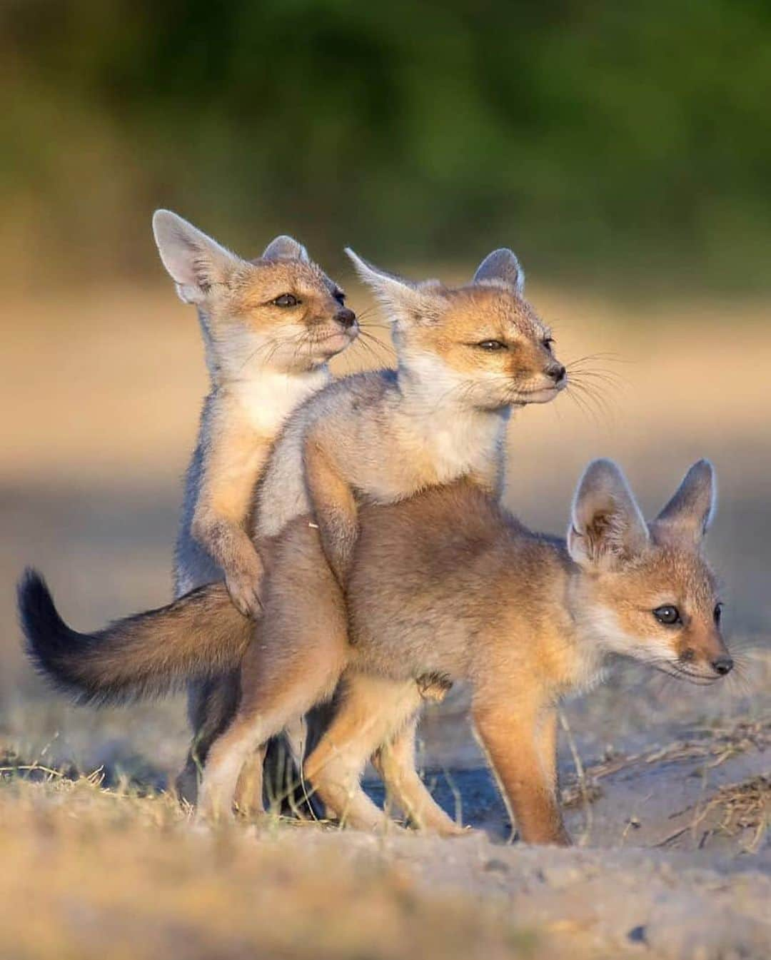 Earth Picsさんのインスタグラム写真 - (Earth PicsInstagram)「These little 🦊 about to get into some trouble... Tag your two closest friends that come to mind 😂 phot by @anuroof」9月23日 18時51分 - earthpix