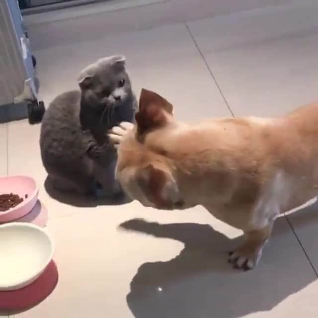 のインスタグラム：「Sorry I don't speak dog ⠀ ⠀ #meowed #britishshorthair #kitten #frenchie #frenchbulldog」
