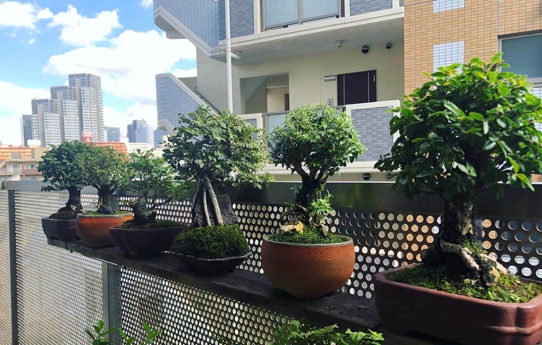 金成公信のインスタグラム：「天気よし。風きもちよし。 #盆栽 #bonsai #bonsaijapan #japanesebonsai #wabisabi #bonsailovers #bonsailife #bonsaitree #bonsaiart #bonsaigram #bonsaiworld #plants #tree #greenlife #greenlifestyle #苔 #moss」