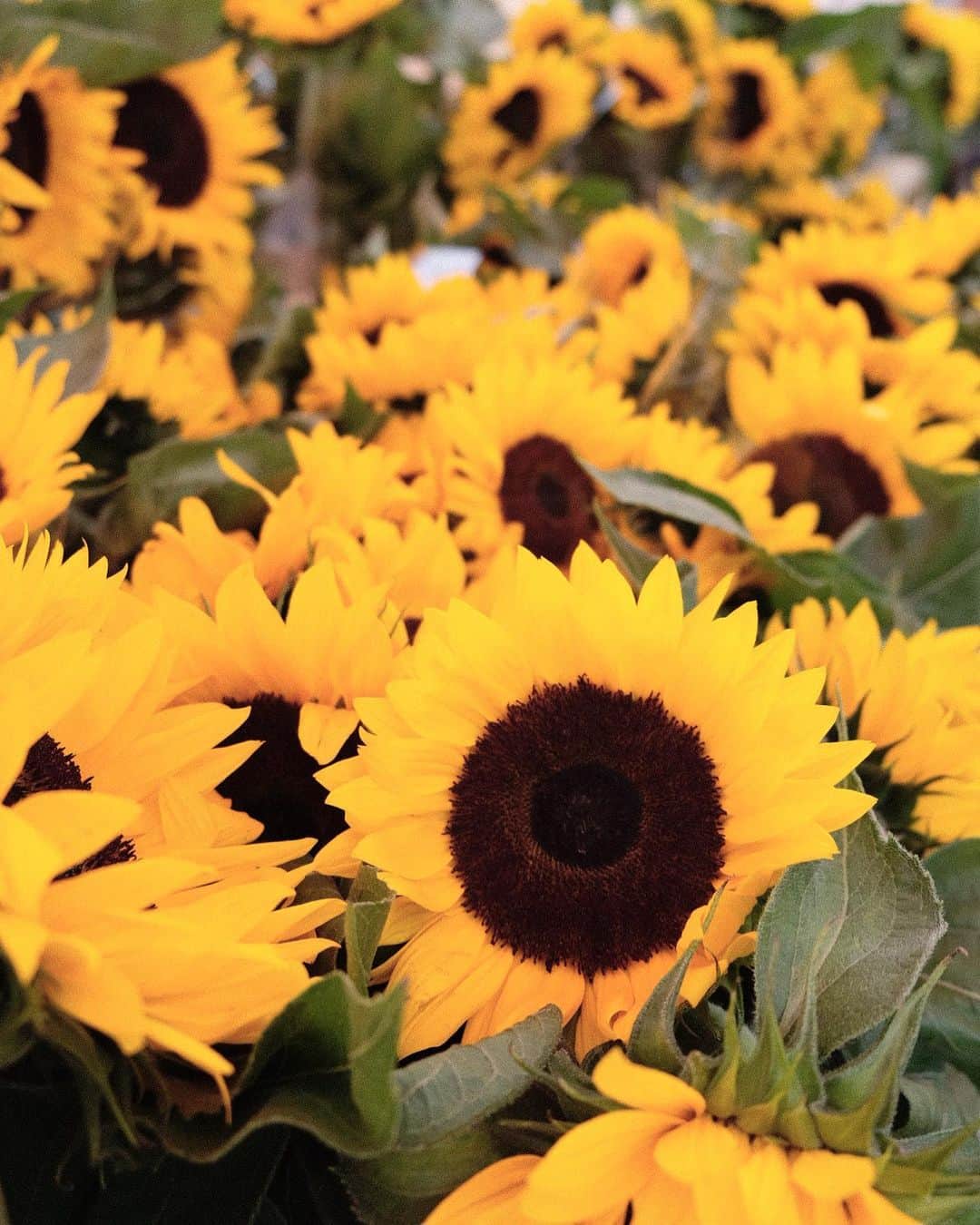 KUNIKAのインスタグラム：「🌻🐝*⋆」