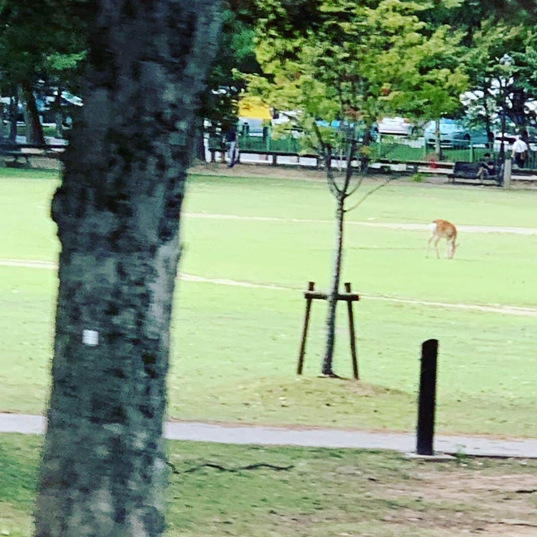 榊いずみさんのインスタグラム写真 - (榊いずみInstagram)「はぁ、鹿見れたー🦌。 #鹿 #naradeer #奈良公園 #奈良 #nara」9月23日 10時39分 - izumizmroom