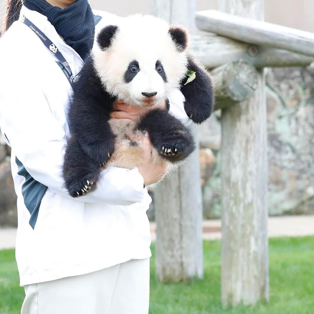 パンダ（白浜）さんのインスタグラム写真 - (パンダ（白浜）Instagram)「🐼 😊 2018.11 smaller #彩浜  #ADVENTUREWORLDPANDAS 🐼🐼🐼 #アドベンチャーワールドパンダ #baby #HELLOLITTLE #pandamental #hellopanda #ハローリトル #ハローパンダ #パンダグラビア and #panda #pandababy 🐼🐼🐼 ⭐︎『ADVENTURE  WORLD  PANDAS』新刊⭐️」9月23日 10時45分 - hellopanda_book