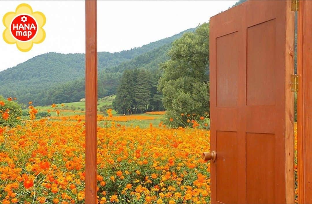 はなまっぷ❁日本の花風景のインスタグラム