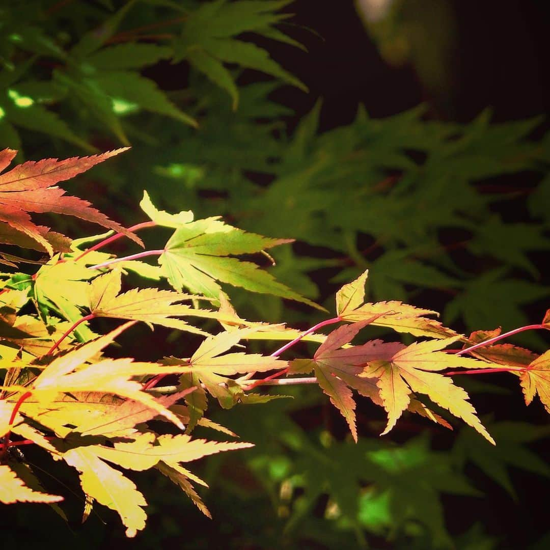 細川茂樹さんのインスタグラム写真 - (細川茂樹Instagram)「夏が過ぎ 君は日毎に 紅へ 色付く山の 一葉の命★ #細川茂樹#shigekihosokawa#hibiki#fromjpn#fromtokyo#instagramjpn#instagramtokyo#autumnjapan#autumnleaves#autumncolors#fallfaliage#もみじ#紅葉#変化#秋模様#命#インスタグラム短歌#短歌」9月23日 11時07分 - shigeki_hosokawa