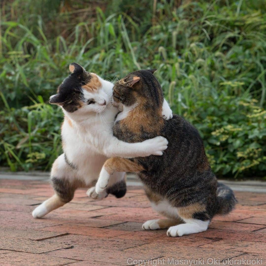 Masayukiさんのインスタグラム写真 - (MasayukiInstagram)「だきしめたい。  #cat #ねこ」9月23日 12時08分 - okirakuoki