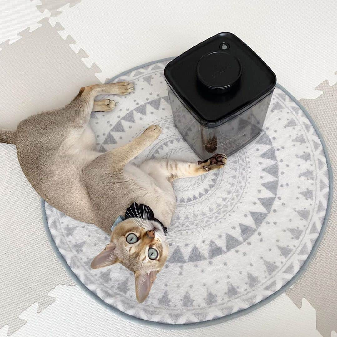 モルト♡Malt(Singapuracat)のインスタグラム：「モルちゃん愛用のペットフード保存容器に、UVカットタイプが新発売されたから、さっそく使ってるよ〜❣️😽 蓋をしてダイヤルを回すだけで脱気されて真空保存が出来るから、フードの味が落ちて食欲低下…フードに飽きちゃった…って悩んでる猫ちゃんのママさんにも是非オススメしたいです✊🏻😺✨新機能のUVカットで酸化抑制効果も更に強力になったんだって！ 電気・電池不要でこれはコスパ良いよねぇ😳 * 増税前にお得に買えるチャンス😻❣️ 真空保存容器セビアの姉妹シリーズ「真空保存容器ターンシール」発売を記念して、 ‪9月23日(月)～29日(日)‬の7日間、セールを開催中！ 　ANKOMNショップ本店（@ankomnshop_jp）からチェック👀💕 * #真空保存容器セビア #真空保存容器ターンシール #ANKOMN #アンコムン #フードストッカー #ペットフード #ドッグフード #プレミアムフード #真空保存容器 #ペットフードコンテナ－ #猫 #ねこ #ネコ #シンガプーラ #真空容器 #真空キャニスター #猫のいる暮らし #猫とインテリア #catsofinstagram #cats_of_world #catstocker #cat_features #catloversclub #cutepetclub #bestmeow #bestcats_oftheworld #themeowlife #Excellent_Cats」