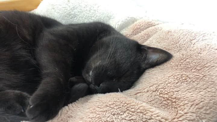 ホタテ＆クラム＆シラスのインスタグラム：「仕事をしているすぐ横で気持ちよさそうに眠るホタさん #cat #neko #blackcat #猫 #ねこ #黒猫 #catstagram #instagram #instagramjapan #ig_japan #igersjp」