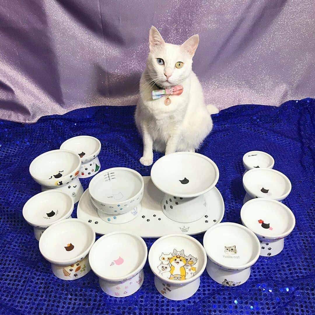 猫壱（ねこいち•ネコイチ）さんのインスタグラム写真 - (猫壱（ねこいち•ネコイチ）Instagram)「【Instagramに投稿して猫壱商品を貰っちゃおう✨結果発表】  銅賞はたくさんのハッピーダイニングに囲まれたの @ike2910 さんの一枚です💨 おめでとうございます🎉 ▫ ▫  受賞さんには後程DMを送らせていただきますね♪ ▫ ▫  銀賞の発表は17時を予定しております😉 楽しみにお待ちください♪ ▫ ▫ ::::::#猫壱 ::::::: Instagramに登場した商品はプロフィールのリンクよりご覧いただけます🎶 気になる方は @necoichicojp からチェックしてくださいね❤ ▫ ▫ #ねこ #ネコ #猫好き #ねこらぶ #猫#ペット  #necoichi #cat #kitty  #kitten #pet #結果発表 #猫好きさんと繋がりたい #猫のいる幸せ ▫ #猫壱キャンペーン受賞者発表 #ハッピーダイニング #脚付フードボウル浅広口 #限定付ウォーターボウル #限定脚付フードボウル #ハッピーダイニング食器トレー ダブル」9月23日 12時21分 - necoichicojp