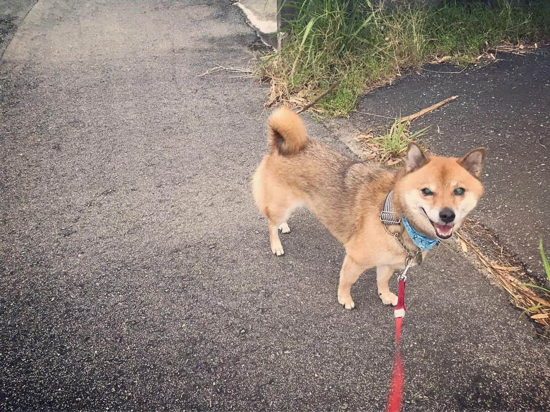 柴犬はなこ Shibainu Hanakoさんのインスタグラム写真 - (柴犬はなこ Shibainu HanakoInstagram)「台風凄い風でしたが、今日は穏やかに晴れています🌤 異常気象時代、ってテレビで言ってたけどとんでもない時代になったもんだね… 1tのコンテナが飛ばされるって😫💦これから進路に入る方はお気をつけて！ #shiba #dog #shibainu #犬 #柴犬」9月23日 12時28分 - kiki_beee