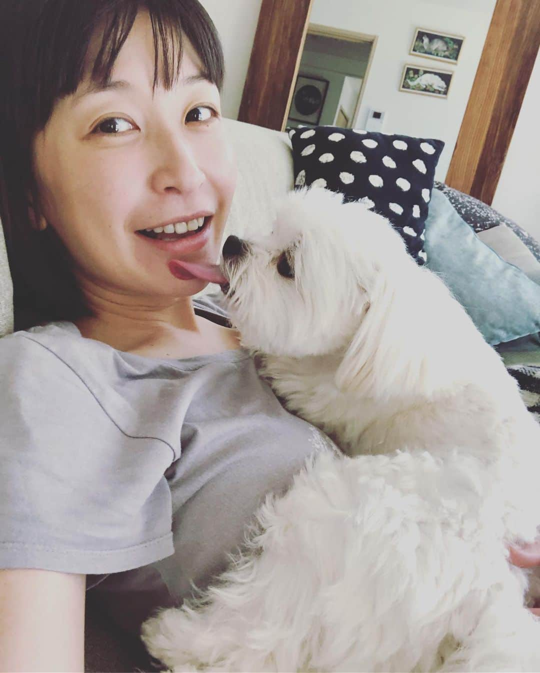 小野真弓さんのインスタグラム写真 - (小野真弓Instagram)「風の音がこわいハルくん🐶 先日の台風15号のおかげで、若干私も敏感になっております🌵かーさんの心を読んで慰めてくれてるのか、 ただいつもの弱虫ハルくんなのか😂 俺がいるぜ😎って顔に見えなくもない。 #チワマル#ハルくん #いぬばか部 #いぬすたぐらむ #chihuahua #maltese #mixdog #dogstagram #doglover #typhoon」9月23日 12時47分 - hanaharuaroi