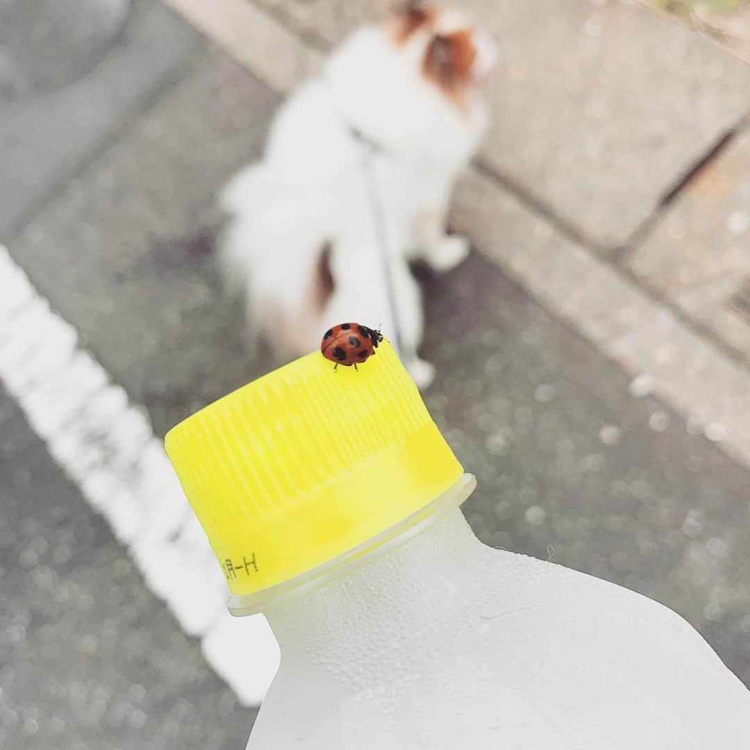 Metisのインスタグラム